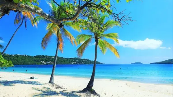 Palm trees on a white sandy beach overlooking clear blue ocean water under a bright sunny sky.