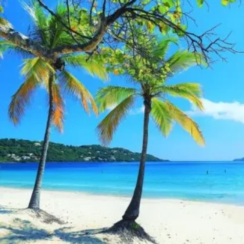 Palm trees on a white sandy beach overlooking clear blue ocean water under a bright sunny sky. Best Beach Hopping Tour in St Thomas USVI